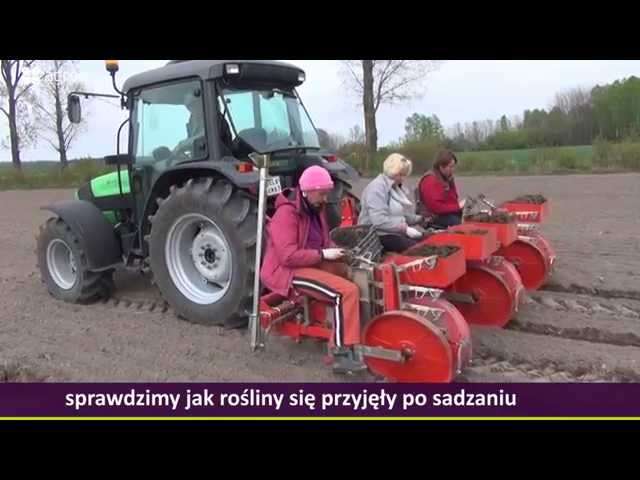 Szadzenie truskawek, sadzonka frigo przy pomocy mechanicznej sadzarki. Szadzenie truskawek, sadzonka frigo przy pomocy mechanicznej sadzarki.