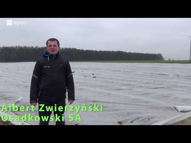 Szara pleśń, na truskawkach okrytych agrowłókniną. Szara pleśń, na truskawkach okrytych agrowłókniną.