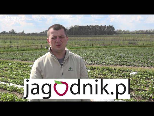 Demo Farma Truskawkowa, obserwacje, doświadczenia, testy, na plantacji w sezonie 2016.