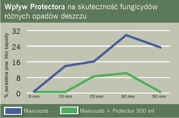 Uprawa Cebuli W Uprawie Cebuli Adiuwant Nr 1