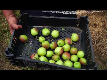 Wpływ nawożenia NHCa DELTA na zawiązki jabłoni w kolejnym roku - Gala