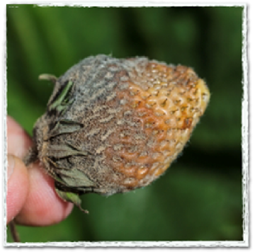 Dlaczego warto zastosować Polyversum po ruszeniu wegetacji w truskawce ?