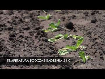 Ochrona rozsady przed suszą cz. 1. Ochrona rozsady przed suszą cz. 1.