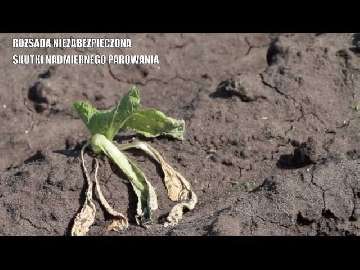 Ochrona rozsady przed suszą cz. 2 Ochrona rozsady przed suszą cz. 2