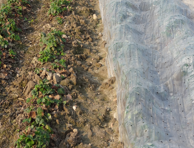 uprawa truskawek pod włókniną